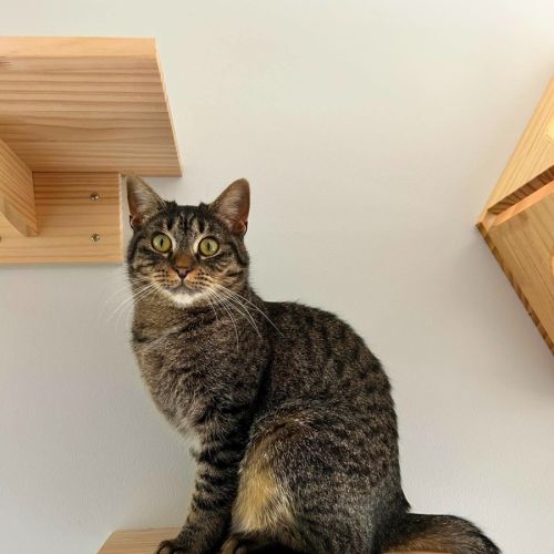 Peggy Sue *9 Lives Project Rescue*