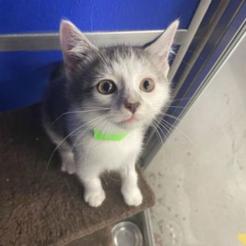 Merlin