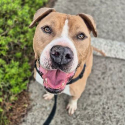Tyson