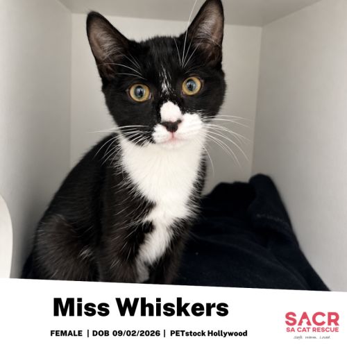 Miss Whiskers