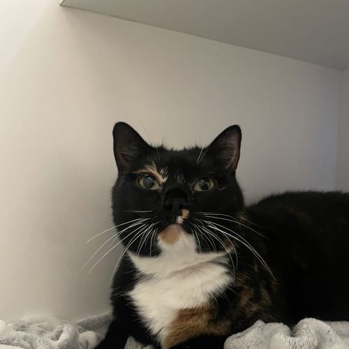 Bella