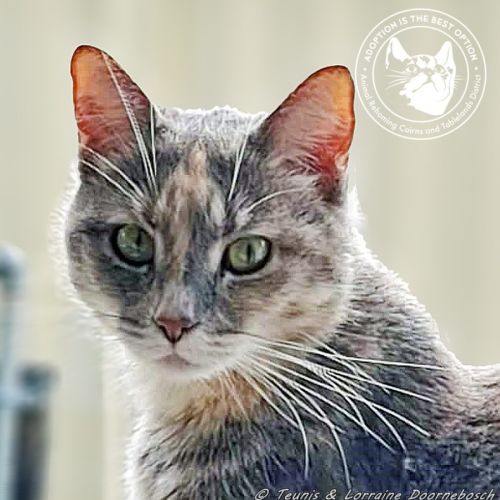 Marmie (Smokey)