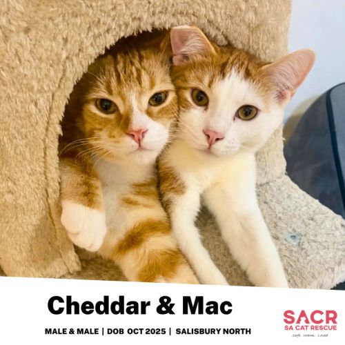 Cheddar & Mac