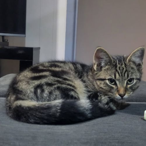 Ringo