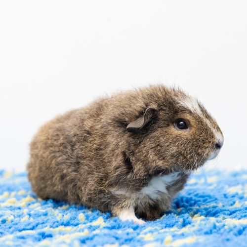 Milo