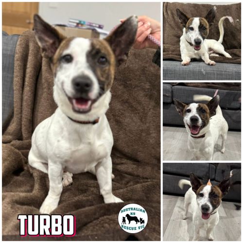 Turbo