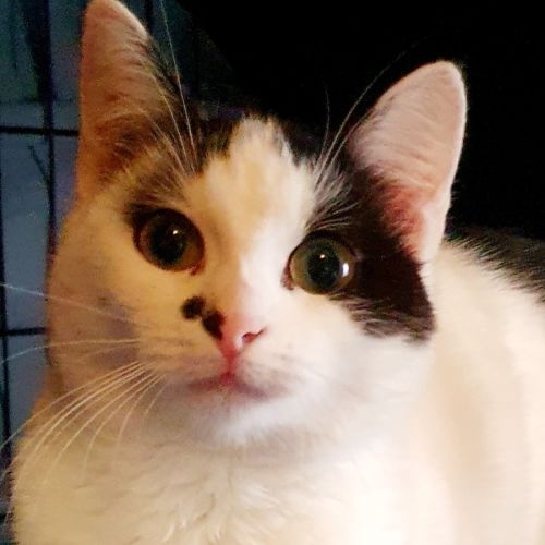 Dolly