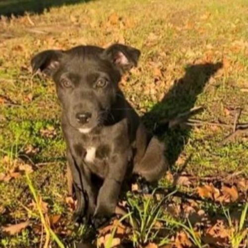 Tina ~ 8 week old Border Collie x puppy