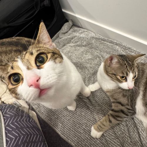 Artemis & Apollo