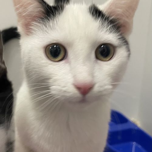 Casper