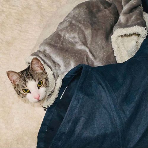 Cassian - In foster care in Melbourne