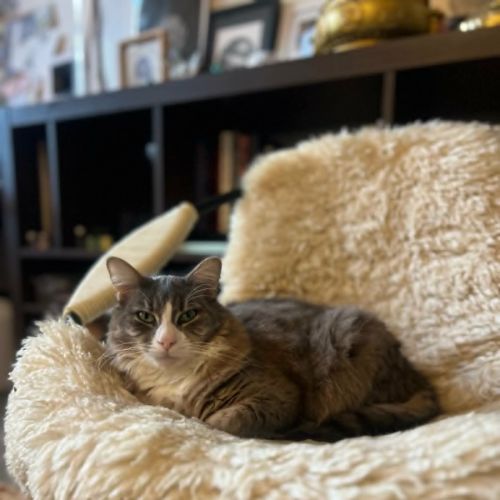 Clover * 9 Lives Project Rescue*