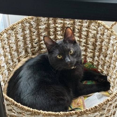 Spencer *9 Lives Project Rescue*