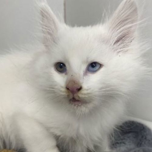 Figaro