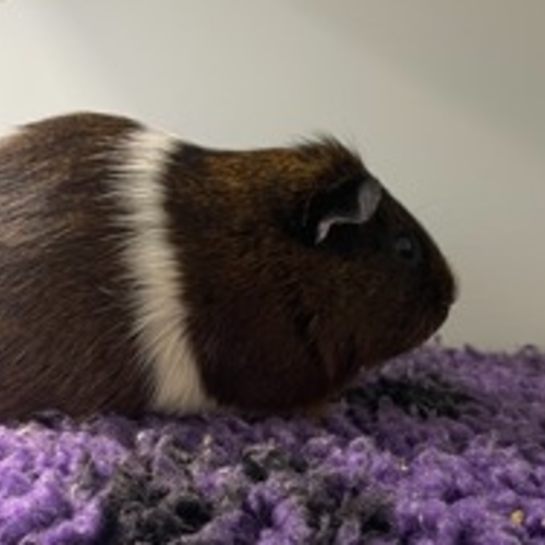 Squidward (bonded To Chester)