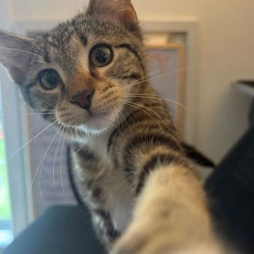 Zig