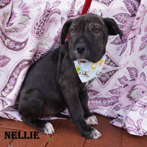 Nellie