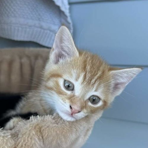 Pip (was Cinnamon)