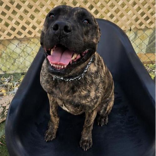Tyson