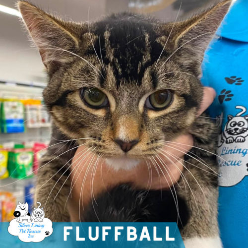 Fluffball