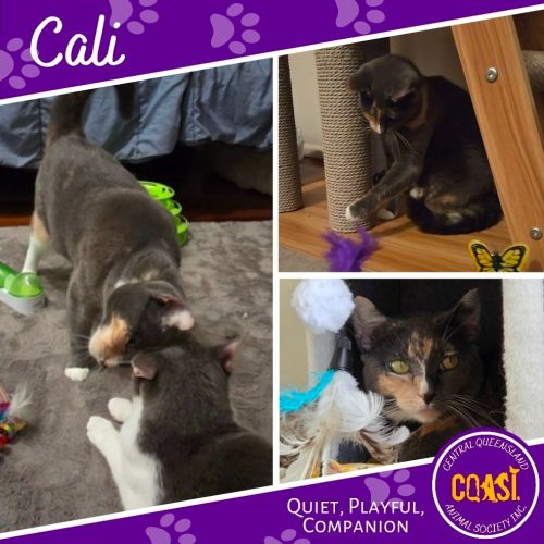 Cali