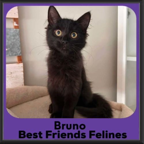 Bruno