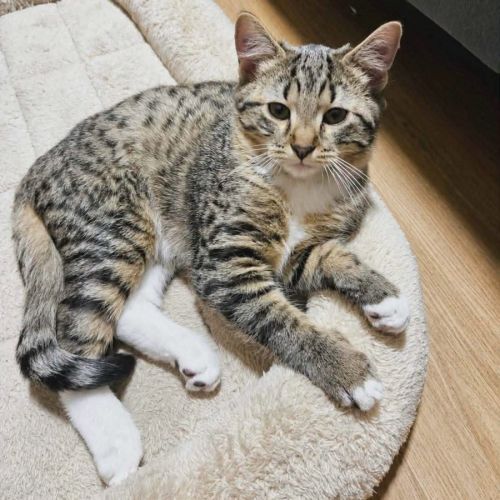 14054 - Kion