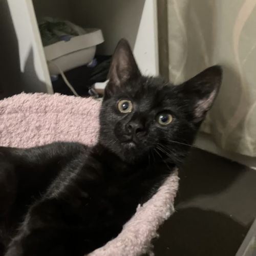 Licorice