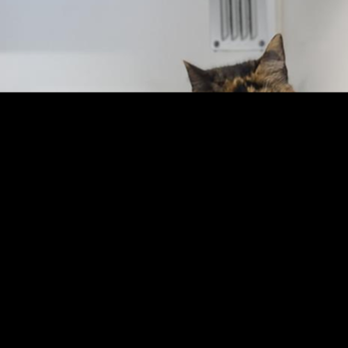 Kiki