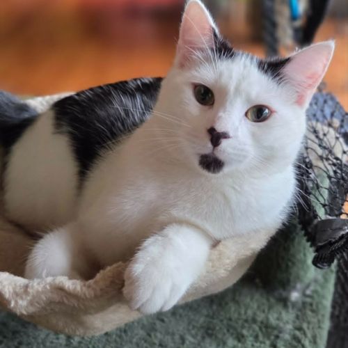 Jiggilo **2nd Chance Cat Rescue **