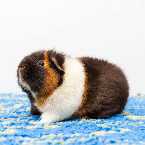 Gizmo