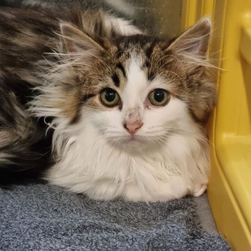 Nova