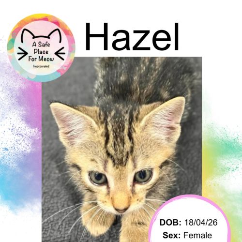 Hazel