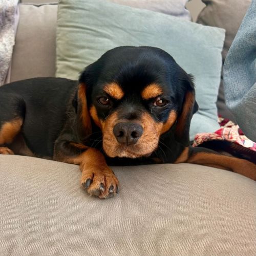 Buster