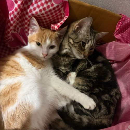 Chichi and Bagel