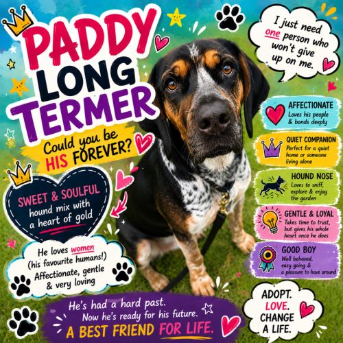 Paddy (68443)