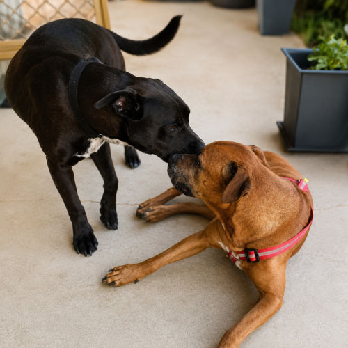 Allie & Skye