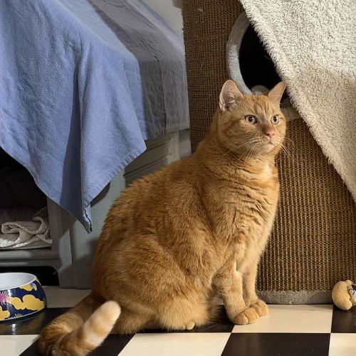 Bert