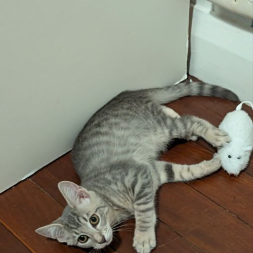 Lola Kitten