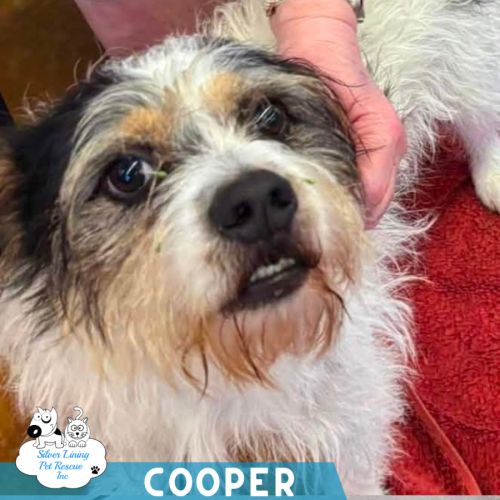 Cooper