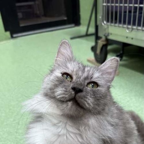 Puddy