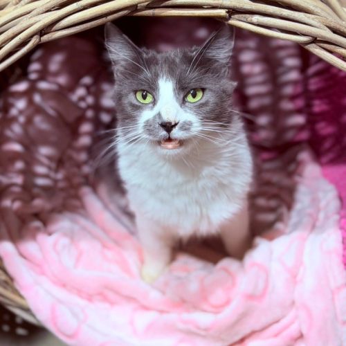 14316 - Miss Fluff-ington