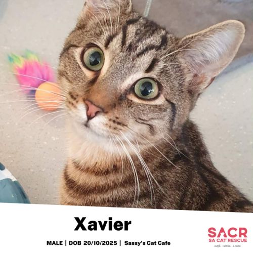 Xavier