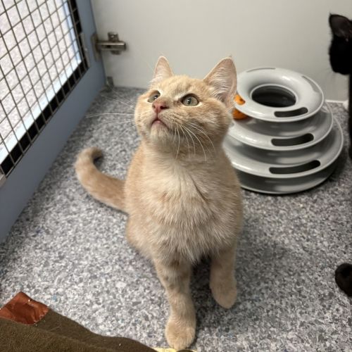 Moet