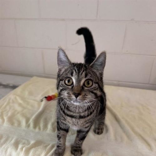 Bonita