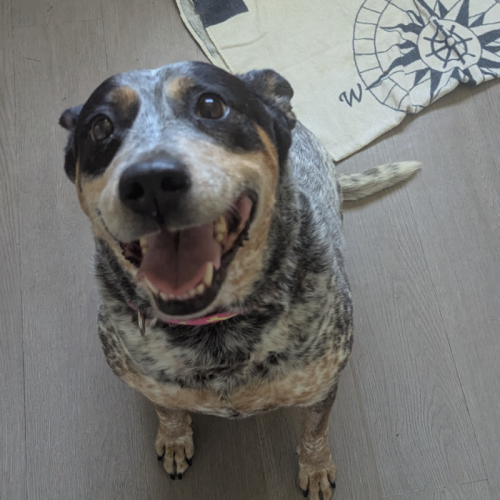 Maggie