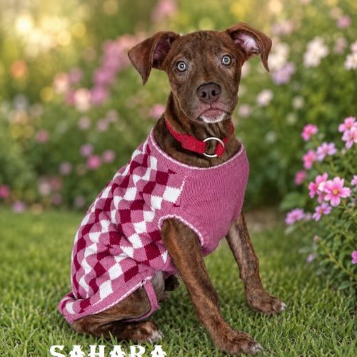 Sahara