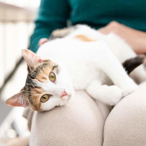 Cuddles