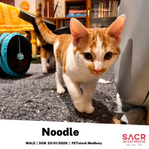 Noodle