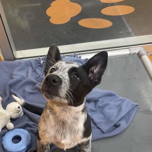 Zoe